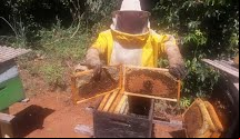 Pirassununga: Apicultores sofrem com morte de abelhas devido a agrotóxico