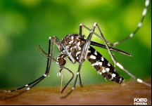 Índice de infestação do mosquito da dengue está alto e cuidados devem ser redobrados