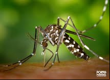 Em Porto Ferreira o índice de infestação do mosquito da dengue recua de 2,9 para 0,4